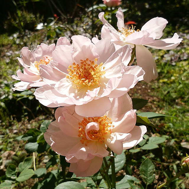 yum0408さんの実例写真