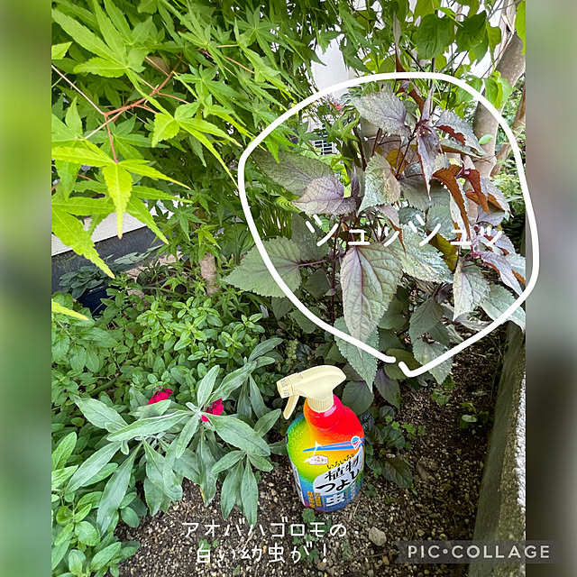 buchiさんの実例写真
