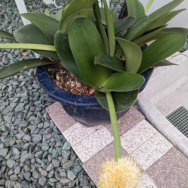 machikomamaさんの実例写真