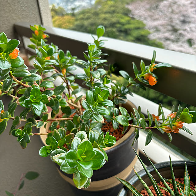 koshiregutyoさんの部屋