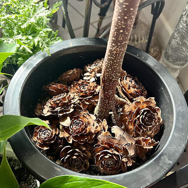 AYUKOさんの実例写真