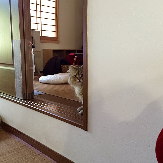 butachanさんの実例写真