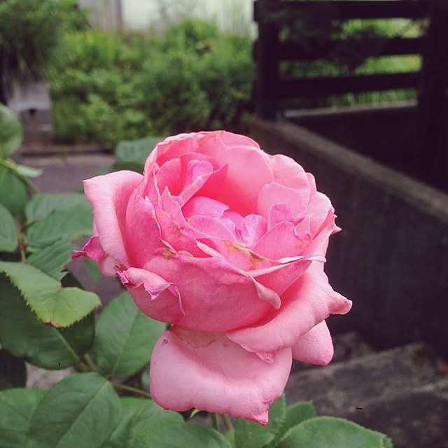 Kinanさんの実例写真