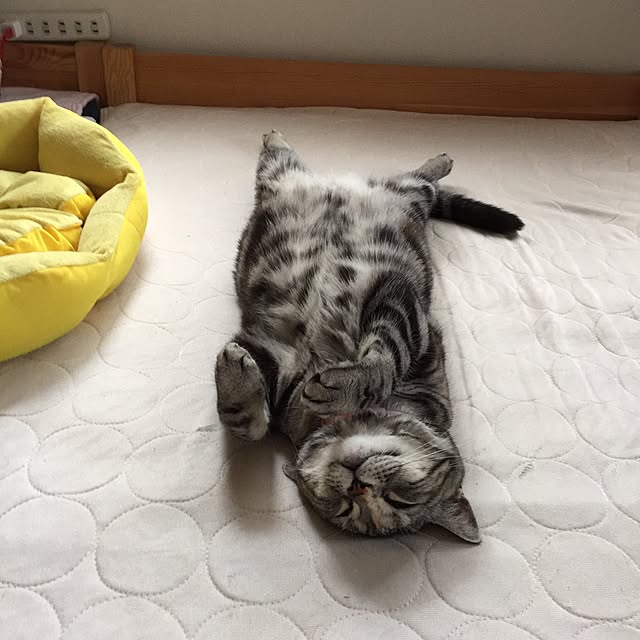 haruさんの実例写真