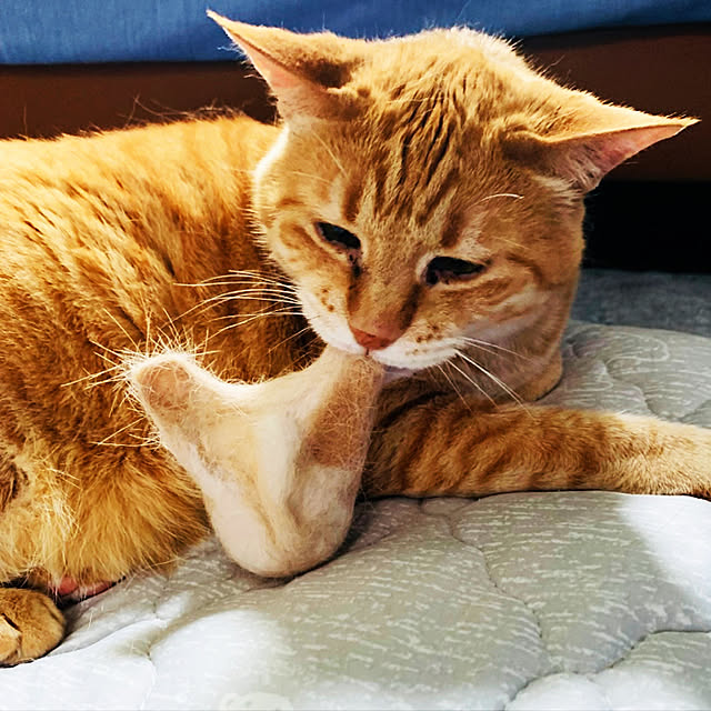 tututu0204さんの実例写真