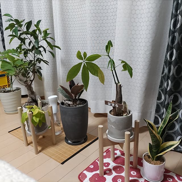 ベッド周り/観葉植物/癒し/NO GREEN NO LIFEのインテリア実例 - 2023-04-22 21:48:01