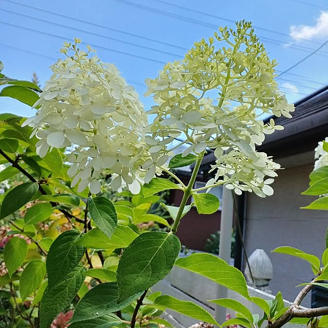 min_nimさんの実例写真