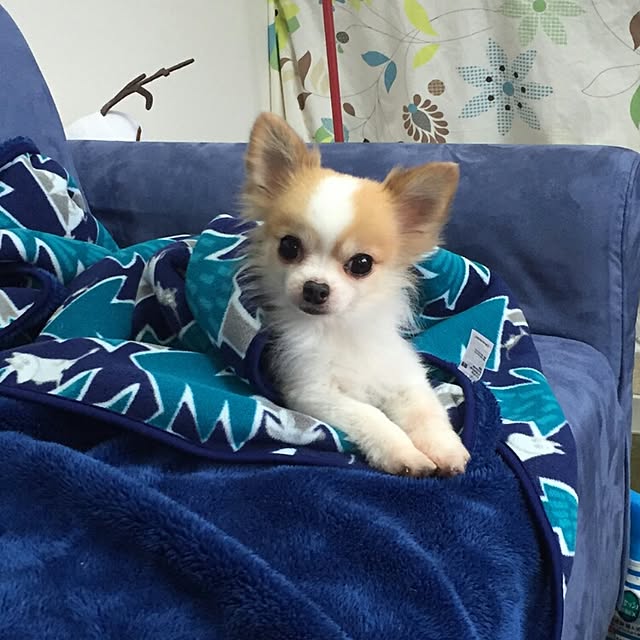 porinさんの実例写真