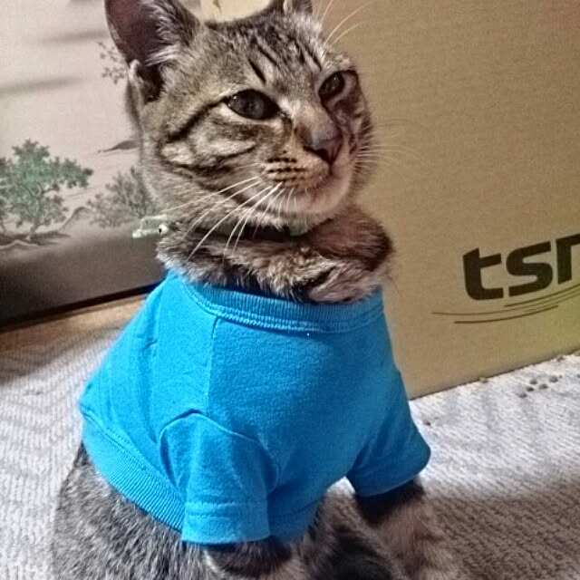 実例写真