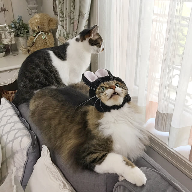 yuchiさんの実例写真