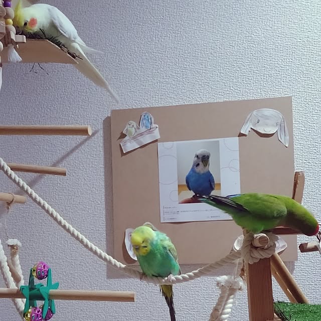 toratanさんの部屋