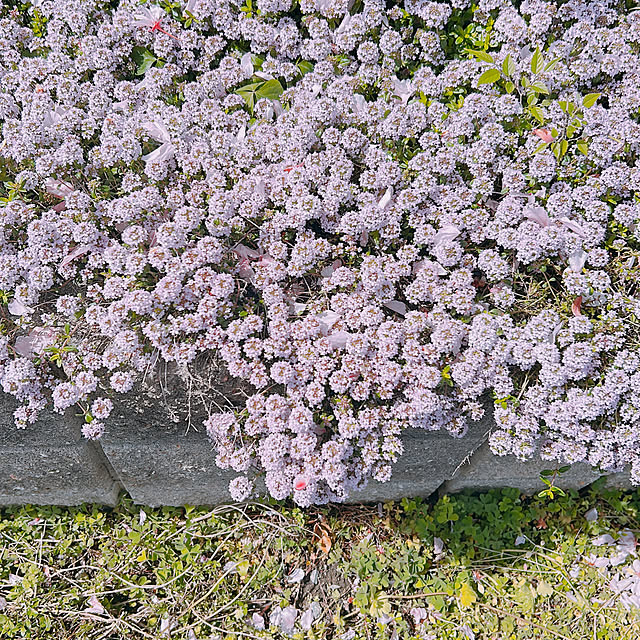 ぴんく♡/クリーピングタイムの花/春の庭/ナチュラルが好き/まとめて投稿...などのインテリア実例 - 2023-04-18 22:36:55