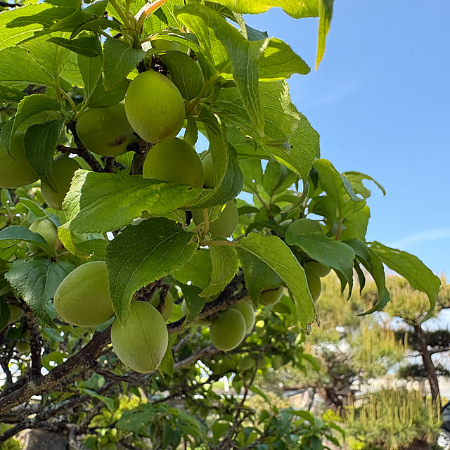 Nagakoさんの部屋