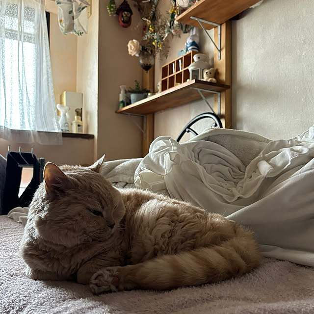naokoさんの実例写真
