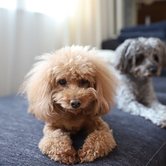 kazumiさんの実例写真
