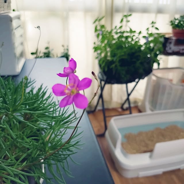 NOAHさんの部屋