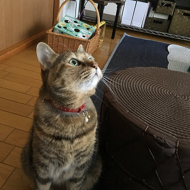 syutanさんの実例写真