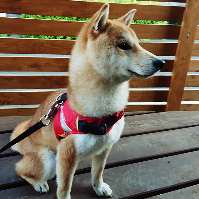 Danさんの実例写真