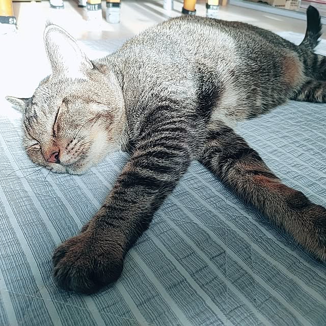 cocomintさんの実例写真