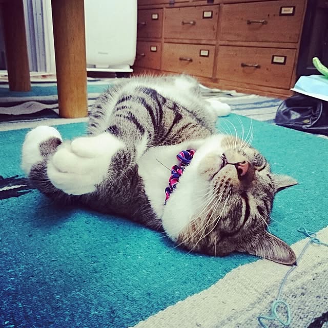 実例写真