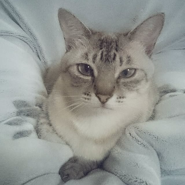 hoshiさんの実例写真