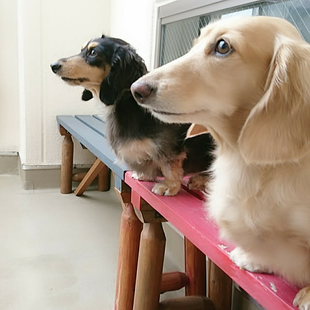 cocosorasakuさんの実例写真