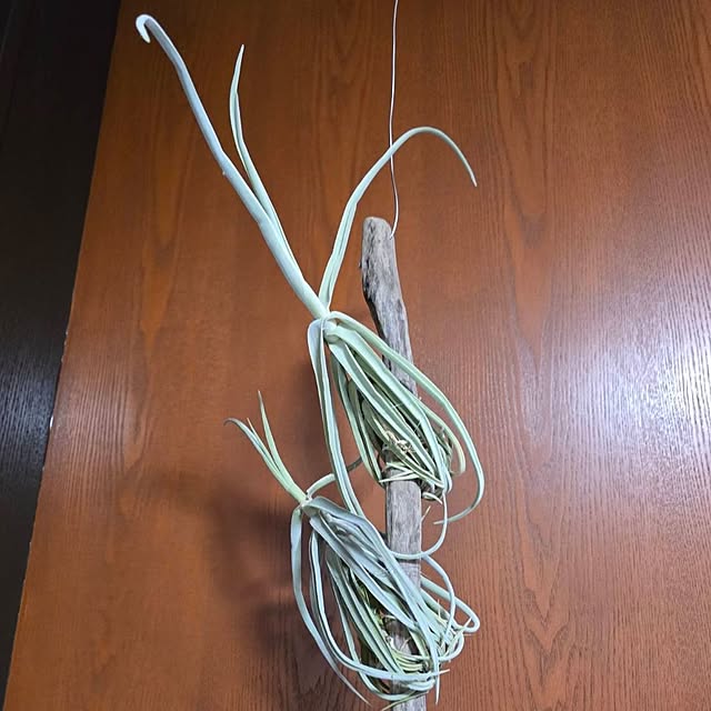 whiskerbloomさんの実例写真