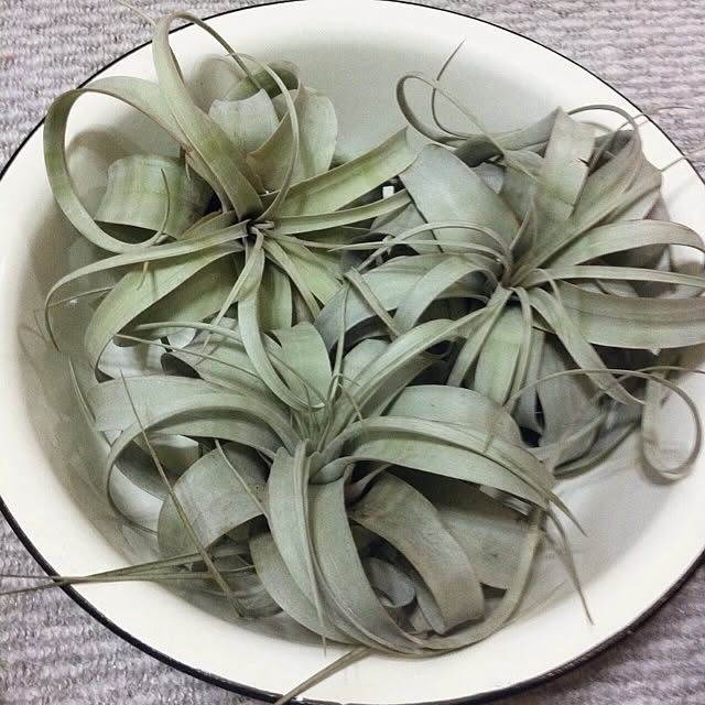 Yasumiさんの実例写真