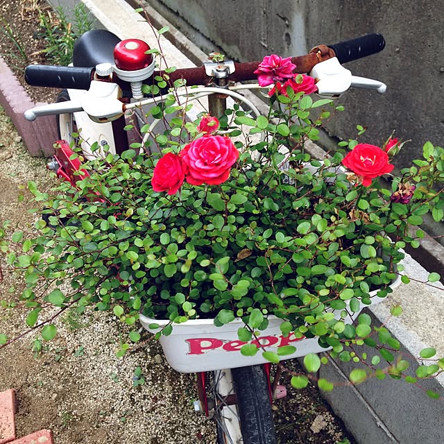 Midoriさんの実例写真