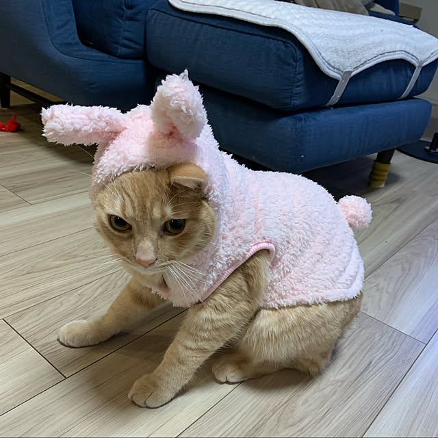 sayuuuさんの実例写真