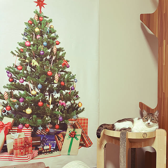 クリスマス/猫のいる日常/ひさびさの投稿/リビング/ソラちゃん4歳のインテリア実例 - 2022-11-25 21:51:38