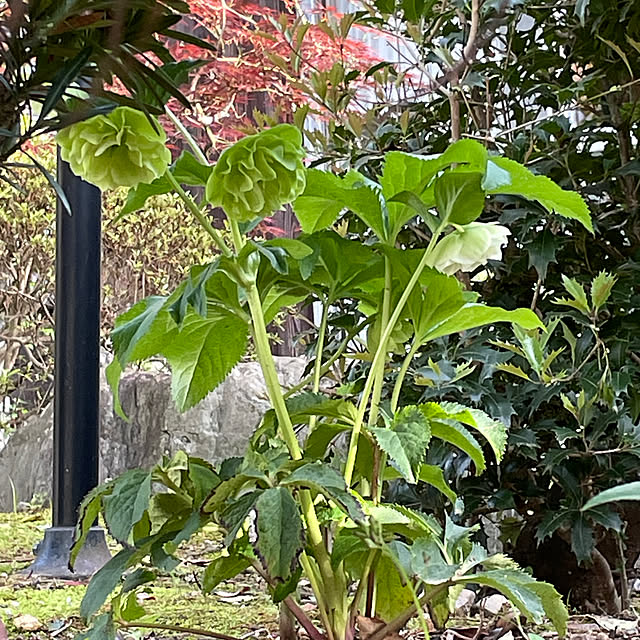 shin0719さんの実例写真