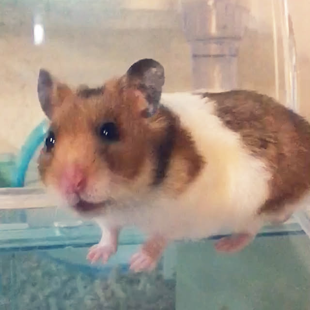 ohanaさんの実例写真