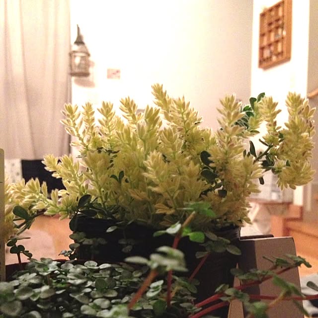 Nanaさんの実例写真