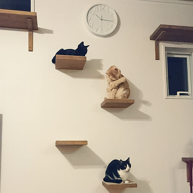 shiiiさんの実例写真