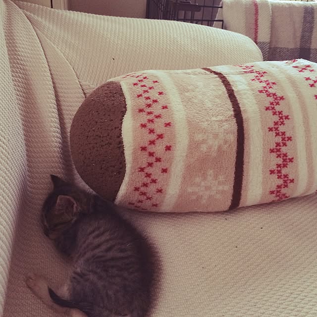 momoさんの実例写真
