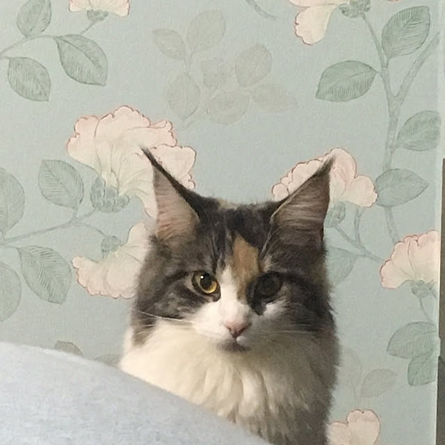 hanioさんの実例写真