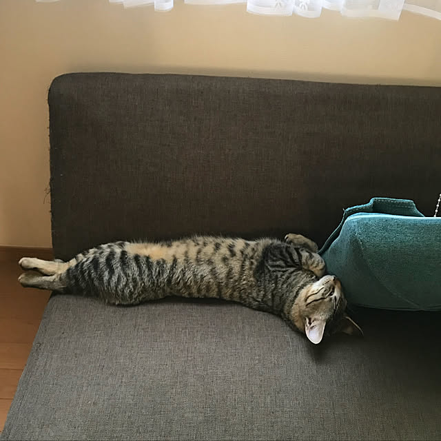 mikan161さんの実例写真