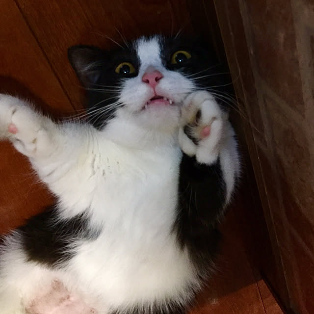 butachanさんの実例写真