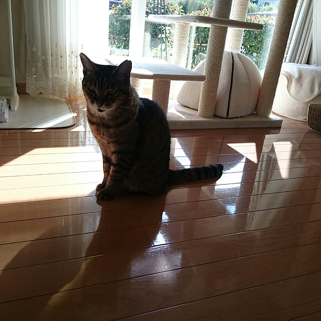 lilyさんの実例写真