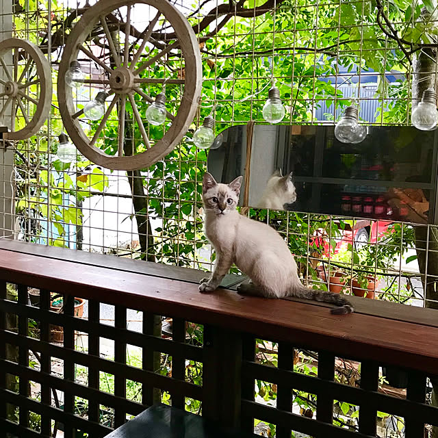 butachanさんの実例写真