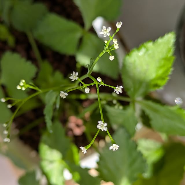 mi-saさんの実例写真