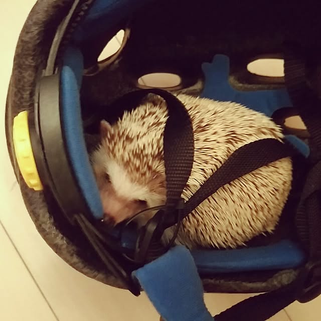 kuruさんの実例写真