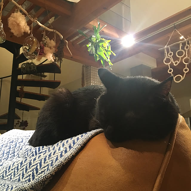 pitaさんの実例写真