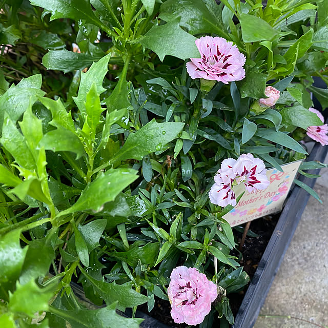senbei.sakuramochiさんの実例写真