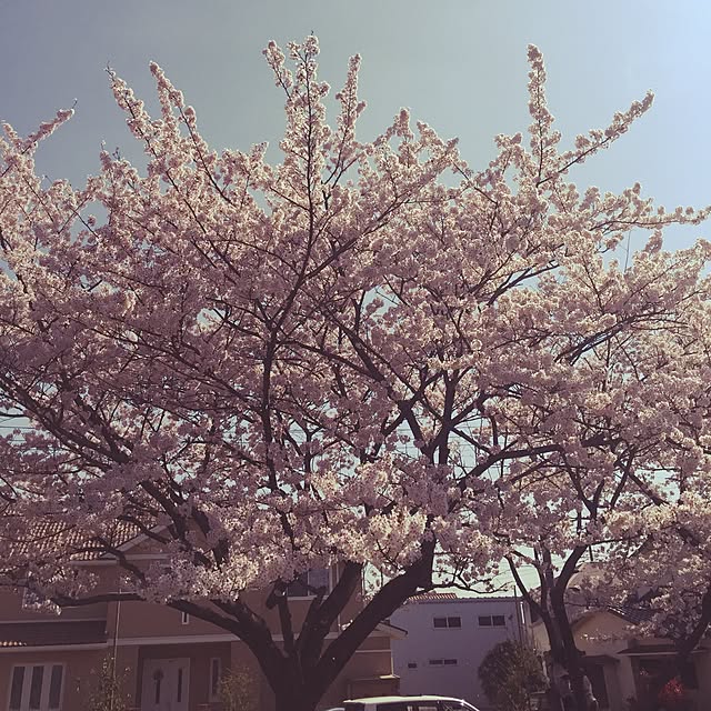 Sakikoさんの実例写真