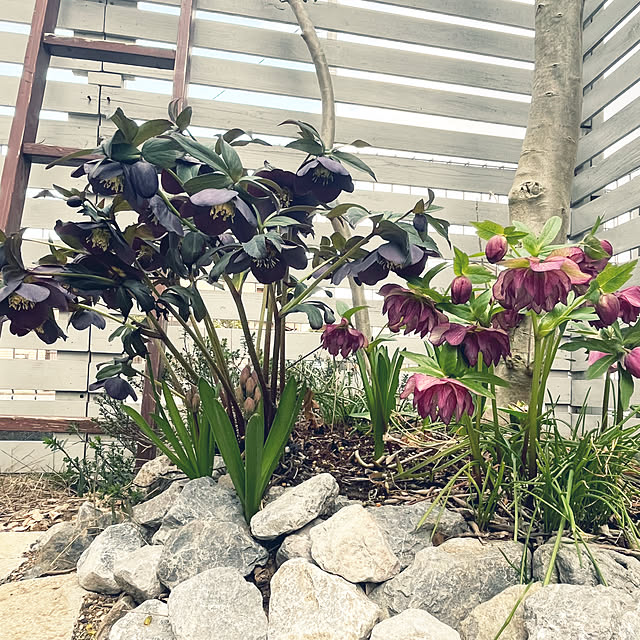 akiさんの実例写真