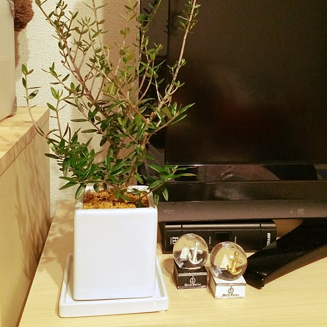 部屋全体/観葉植物のインテリア実例 - 2015-08-23 23:46:55
