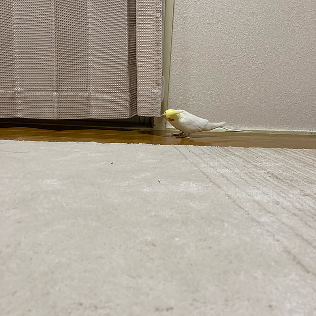 toratanさんの実例写真