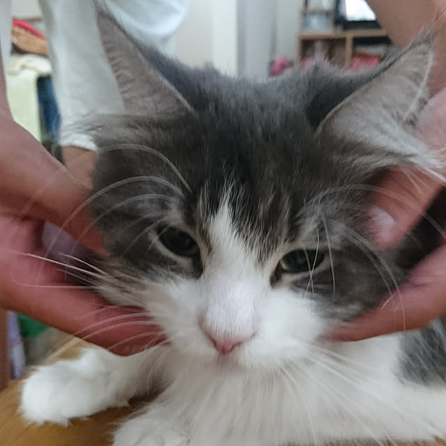 shinobuさんの実例写真